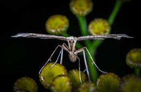 Nature Insect Bespozvonochnoe