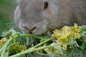 Rabbit Healthy Eating