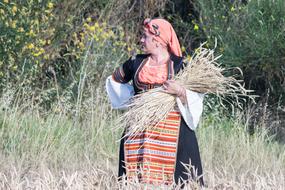 Harvest Summer Nature