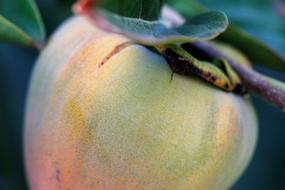 Persimmon Fruit Sweet