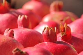 harvest of red pomegranates