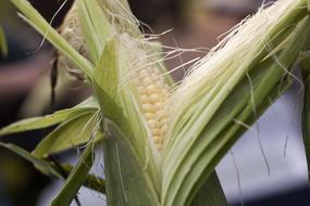 Sweetcorn Corn cob