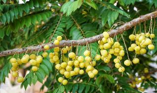 Dimocarpus Longan Logan Tree