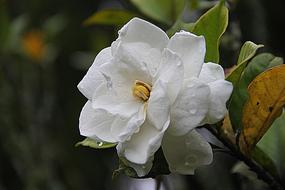 white gardenia bud, close-up