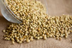 Coriander Seeds Seasoning
