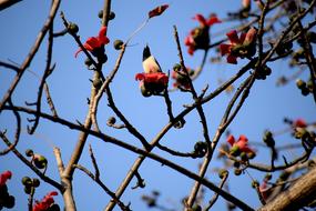 Tree Branch Flowers in garden