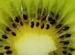 Kiwi Fruit Healthy