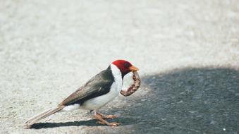 Worm Wood Pecker Prey