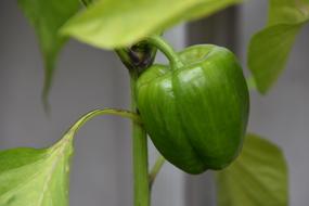 Paprika Plant Green Vegetables