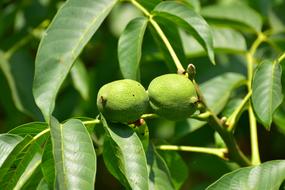 Tree Walnut at Nature