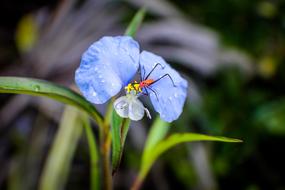 Commelina Erecta Narrow Leaf Day