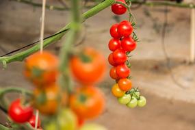 Tomato Vegetables Ingredient