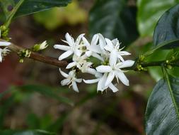 Coffee Flower Shrub