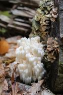 Natural Wood Mushroom