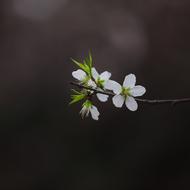 Spring Germination Green Living