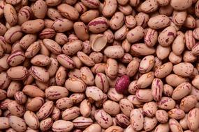 Beans Quail Legumes