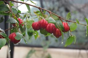 Fruit Nature Surinam Cherry