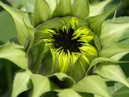 Sunflower Vegan Herbal Oils