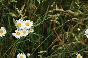 Meadow Grass Field