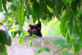 green leaves tree and black cat