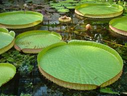 Foliage Water Flowers Large Sheets