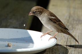 Bird Mus Food