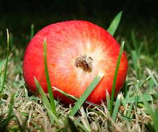 Apple Sweet Fruit grass