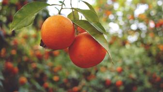 Oranges Fruits Healthy