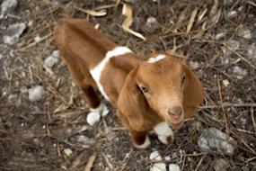 Goat Kid Animal