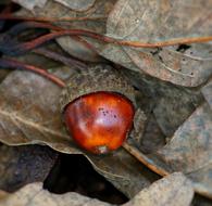 Acorn Nut Oak