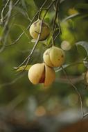 tropical nutmeg on a branch