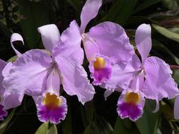 Orchid Flower Colombia