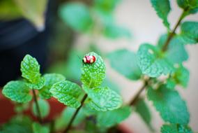 Nature Ladybug Insect