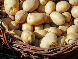 Potato Autumn Nature