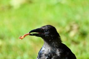 Raven Bird Carrion Crow