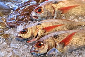 Bream Fish Fishing
