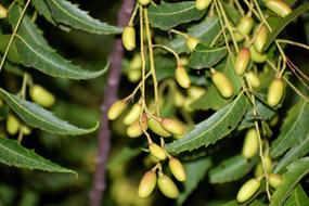 Fruit Tree Nature