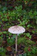 Umbrella Mushroom Forest