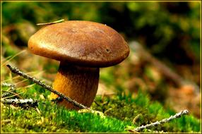 Mushroom in Autumn Forest