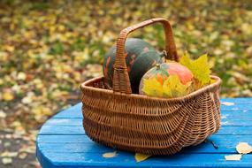 Autumn Harvest Pumpkin