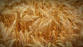 Golden Cereals Grain Field