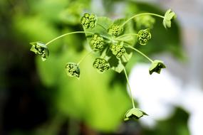 Leaf Plants Nature