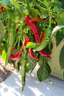 Hot Peppers Growing Red