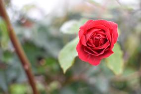 Rose Flower Flowers