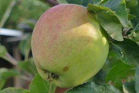 Apple Macro Close Up Red