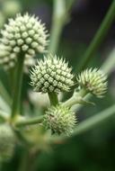Nature Flora Food