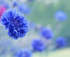 Cornflower Garden