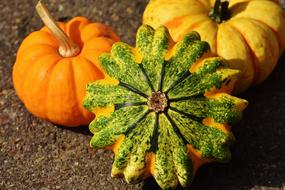 Pumpkins Decorative Squashes