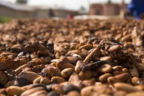 Cocoa Beans Food