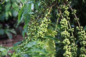 Coffee Green Beans tree